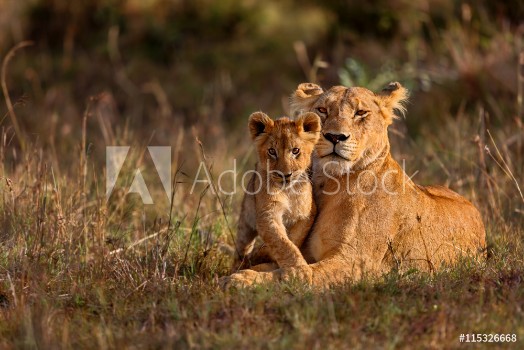 Picture of Lion mother of Notches Rongai Pride with cub in Masai Mara Kenya